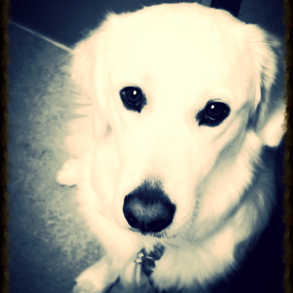 Meet your Posher, Luca